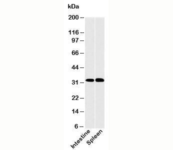 CLEC1 Antibody