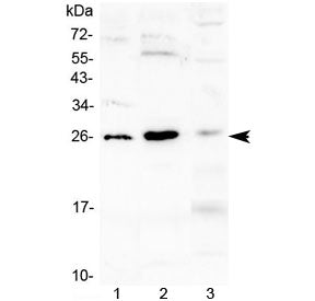 Flt3 ligand Antibody