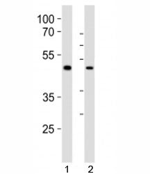 Sox17 Antibody