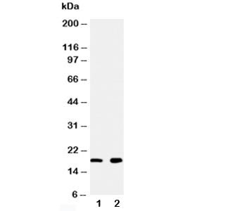 Ly6AL Antibody