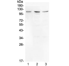 Mib1 Antibody / Mindbomb