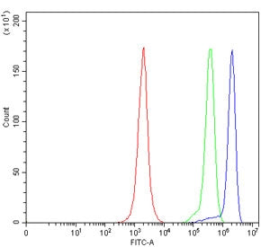 THEMIS Antibody
