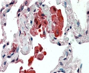 IDE Antibody