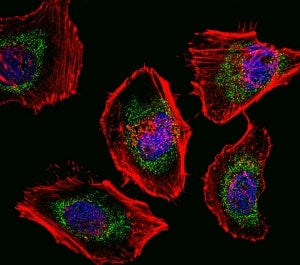 SOX4 Antibody