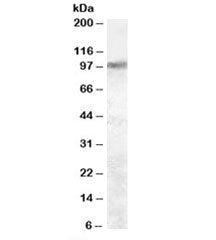 Trpv2 Antibody