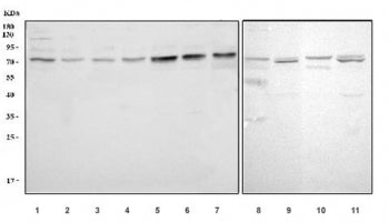 GRB10 Antibody