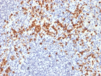 IHC staining of FFPE human spleen with MMP9 antibody (clone SPM425). HIER: boil tissue sections in p