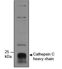 Western blot testing of human neutrophils lysate with Cathepsin C antibody at 1ug/ml. The ~55 kDa pr