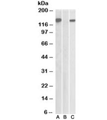 NBS1 Antibody