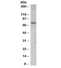 PAD4 Antibody