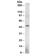 ELF3 Antibody