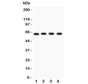 RELA Antibody