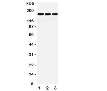 LRP5 Antibody