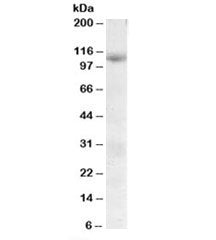 SNX19 Antibody