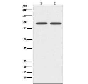 CD19 Antibody / B-lymphocyte marker