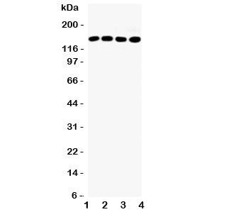IRS-1 Antibody