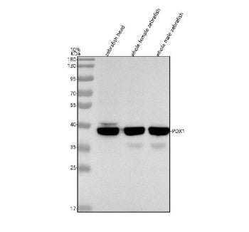 Western blot analysis of Pdx1 protein using Zebrafish Pdx1 antibody and 1) zebrafish head, 2) whole