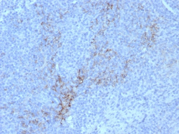 CD10 Antibody / Neprilysin