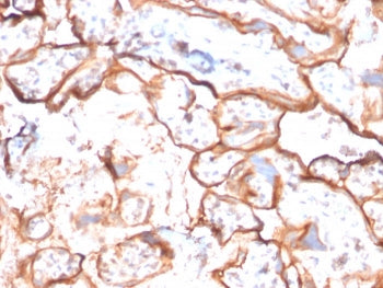 IHC staining of FFPE human placenta with EGFR antibody (clone GFR/2596). HIER: boil tissue sections