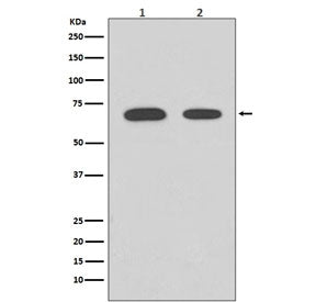 Chk2 Antibody / CHEK2