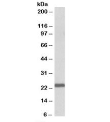 IL15 Antibody