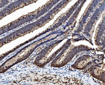 Caspase-6 Antibody