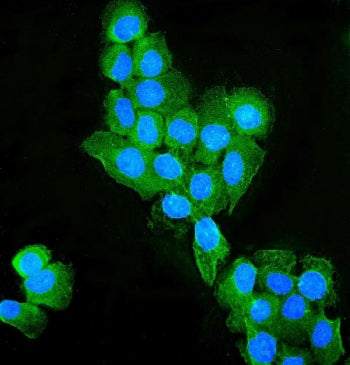 Occludin Antibody