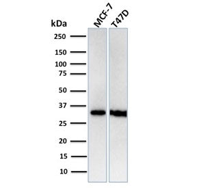 RPA32 Antibody / Replication Protein A2