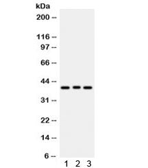 WNT2 Antibody