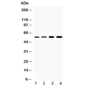 Cytokeratin 18 Antibody