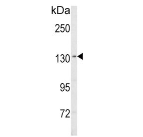 SREBF1 Antibody