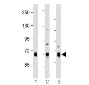 DLL4 Antibody (C-Terminal Region)