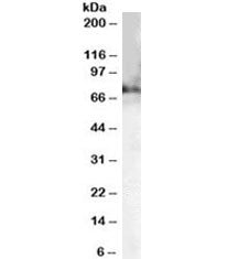 Choline acetyltransferase Antibody