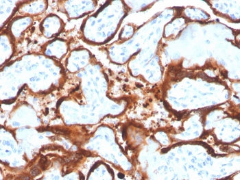 IHC staining of FFPE human placenta with Aromatase antibody (clone CYP19A1/4257). HIER: boil tissue