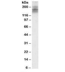 DSCAM Antibody