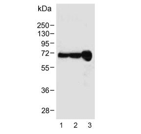 Albumin Antibody / ALB