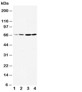 DRD1 Antibody Dopamine Receptor D1