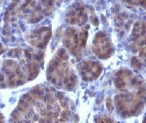 Golgi Antibody