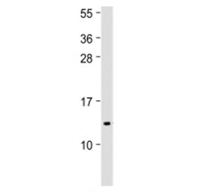 IFI27 Antibody (C-Terminal Region)