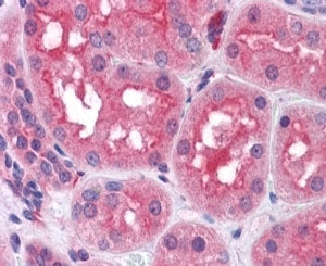 Prolyl Endopeptidase Antibody