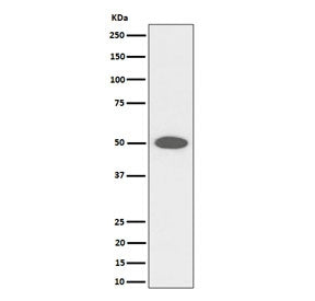 Western blot testing of human HeLa cell lysate with CEP43 antibody. Predicted molecular weight ~43 kDa.