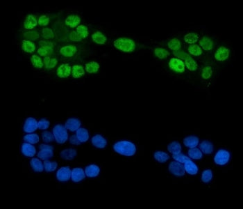 GATA6 Antibody
