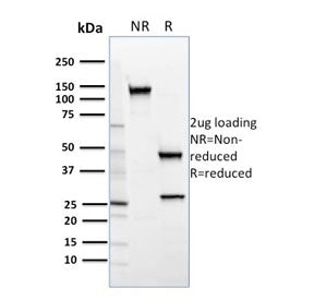 SREBP2 Antibody / SREBF2