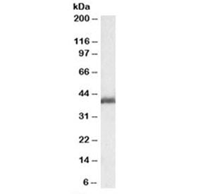 LIS1 Antibody