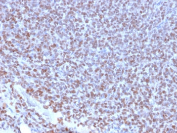NKX2.2 Antibody