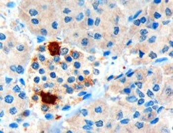 Pancreatic Polypeptide Antibody