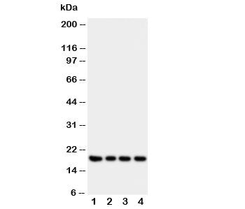 Interferon gamma Antibody
