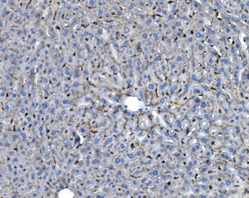 Gilt Antibody / Ifi30