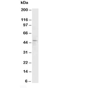 HRH3 Antibody