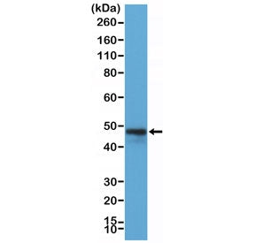 CD79a Antibody / C-Terminal